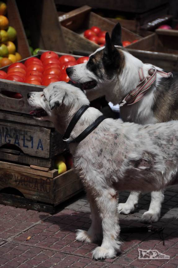 Cães aguardam ansiosos por seu dono, em quitanda no Centro Velho de Montevideo, no Uruguai